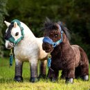 LeMieux - Mini toy pony Bubbles shetland